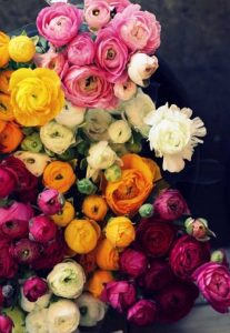 Ranúnculos, floristería badalona, flores a domicilio